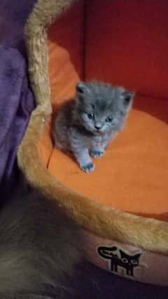 cute kittens