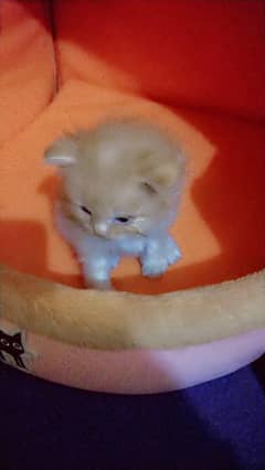 cute