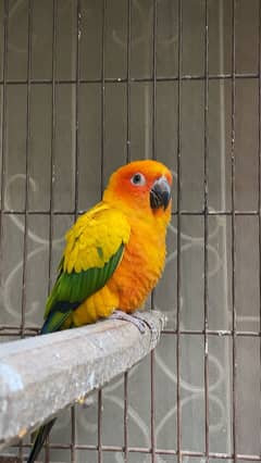 Sunconure Confirm Breeder Pair For Sale