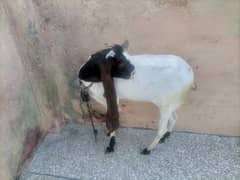 goat for available healthy and active
