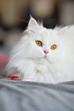persian cats punch face