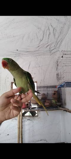 Raw Breader female