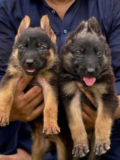 pevar alsetion bhagyari pair 55 days for sale