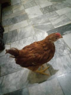 for sale