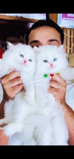 blue eyes white Persian kitten|Triple long coat |WhatsApp. 03250387943