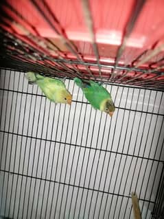 parblue split ino