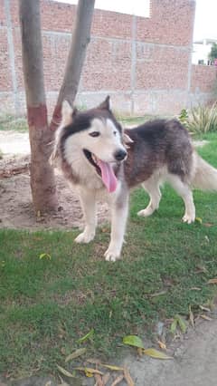 Siberian