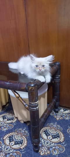 parcian kittens & female cat