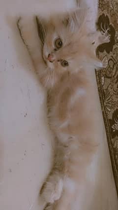 Persian