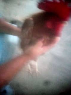 hen 1