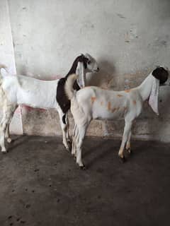 bakri , path , kid