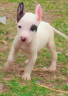 pure kuhati gultair male pink nose blue eyes 45 month dubble body