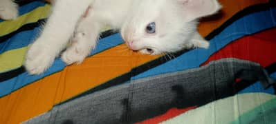 kitten