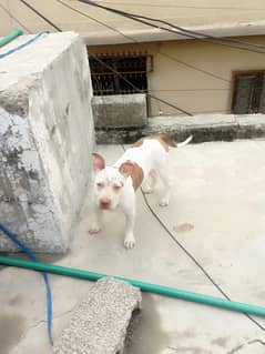 03155153186 white for sale