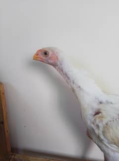 parrot