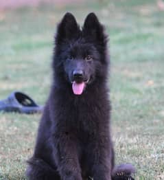 Black shepherd Puppy | Puppies | Long caot | gsd