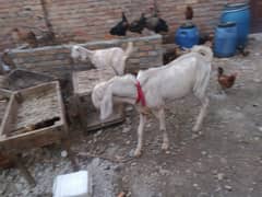 2 bakiryan 1 Desi breedar Bakra