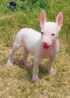 Pure Kohati Gullter Male Age 2 Month for Sale