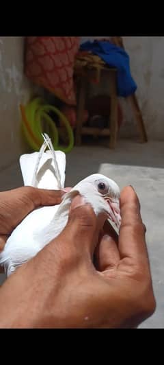 Patti wale maadi ha but acha ha 03141029257