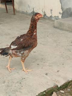 shamo female