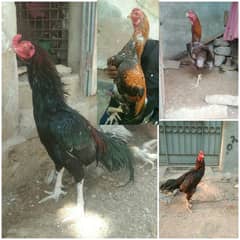 Aseel murga