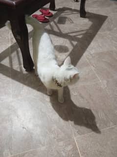 two persian cats male and female double kot