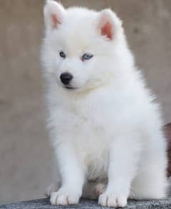 white Siberian husky | Puppy | Wolly coat Puppies | Dog for sale