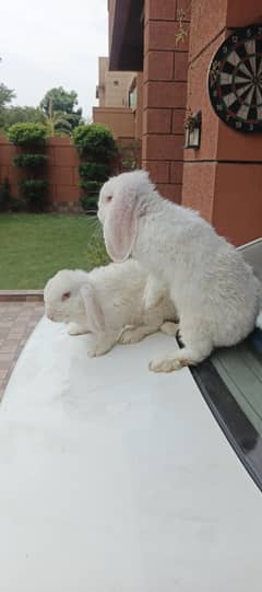 lion head teddy bear rabbit male