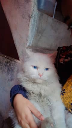 Persian billa hai
