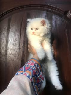 Pure persian kitten