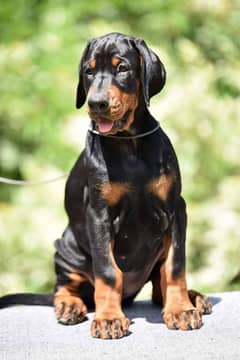 American Doberman Puppy | Doberman Dog for sale