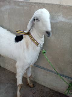 taddy Bakra
