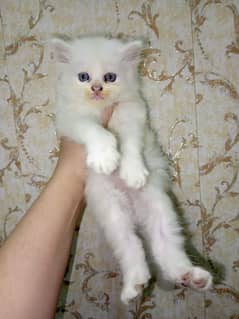 persian