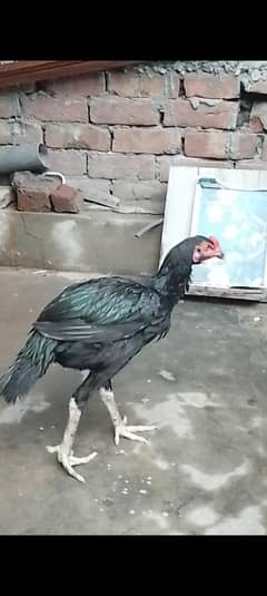 5000  ful and finally 03249430851