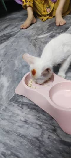 !! For Adoption !! semi persian cutie (rd description)