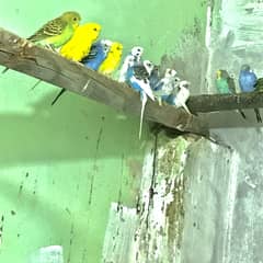 Australian parrot