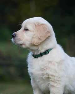Golden Retriever | Puppy | Dog for sale