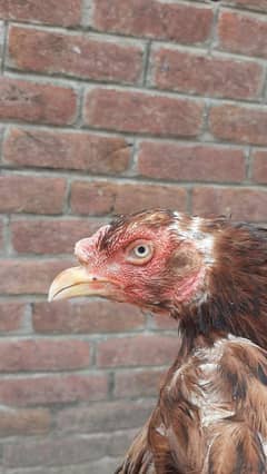 aseel pair full active or breeder +92 345 6498233