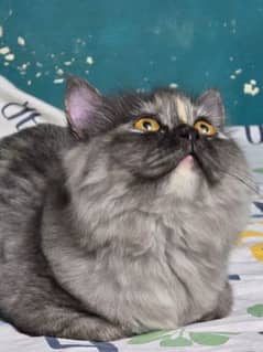 Persian cat
