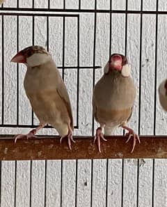 Fawn Java Red Eyes Breeder Pair