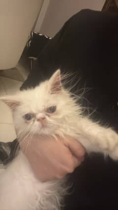 Persian Male white Kitten for sale