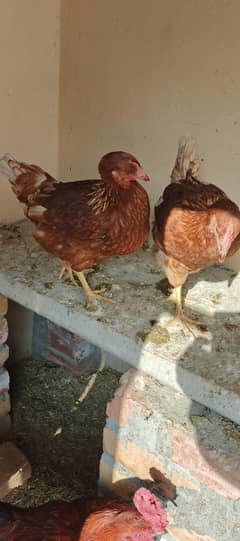 Lehmann brown hens