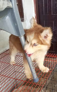 Siberian