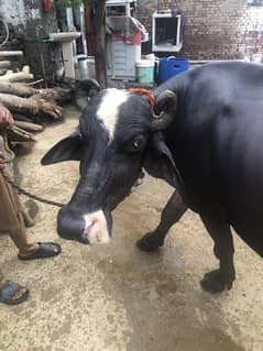 Buffalo