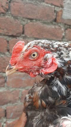 aseel pair full active or breeder +92 345 6498233