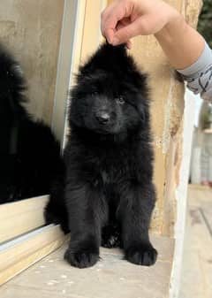Black shepherd Puppy | Puppies | Long caot | gsd
