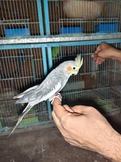 4 months old gray cocktail pair