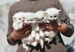 persian  cat for sale