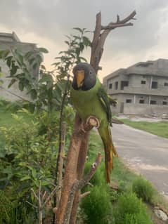 Slaty headed napali parakeet for sale in 9000Rs