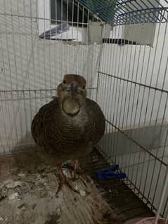 Teetar for sale dakni